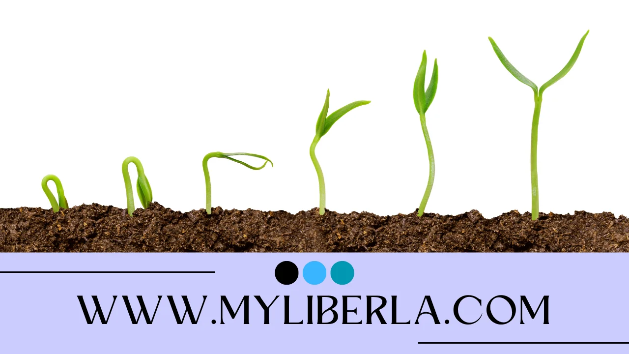 www.myliberla.com